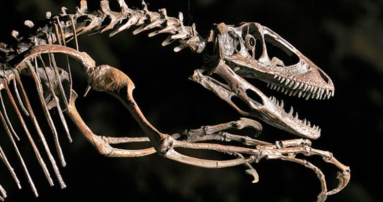 deinonychus skeleton